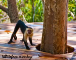 Deck walking monkey